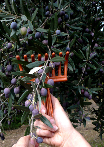 the slow work of harvesting olives