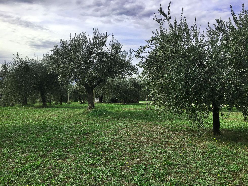 olive harvest in Umbria