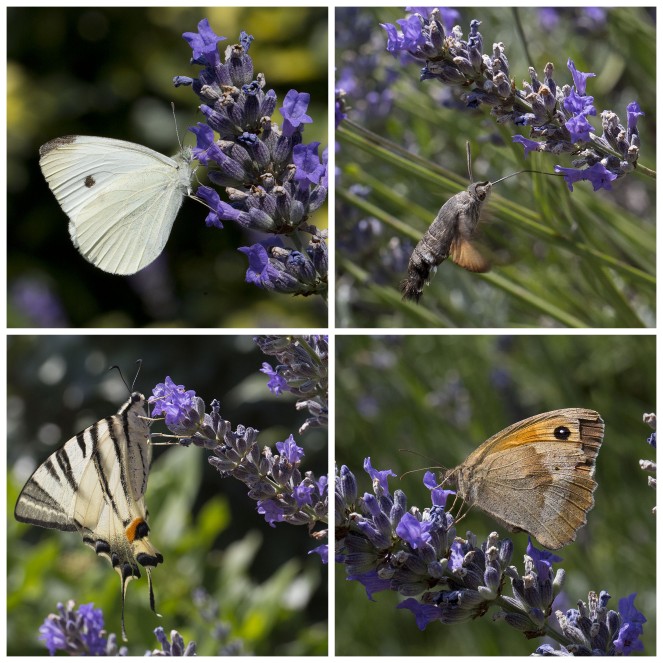 butterflies feeding on lavender
